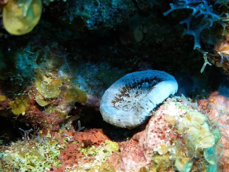 003 Solitary Disk Coral IMG_5086.jpg